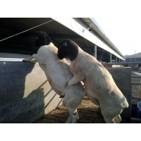 供应哪里有卖黑头杜泊羊种公羊的多少钱一只纯种杜泊羊养殖场