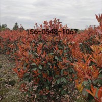 50公分红叶石楠冠幅80公分-1米-1.2米红叶石楠