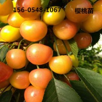 美早矮化吉塞拉樱桃苗4-6公分樱桃苗1公分-5公分红灯樱桃苗