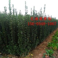 1米-2米北海道黄杨1.8米2米北海道黄杨 园林绿化工程苗